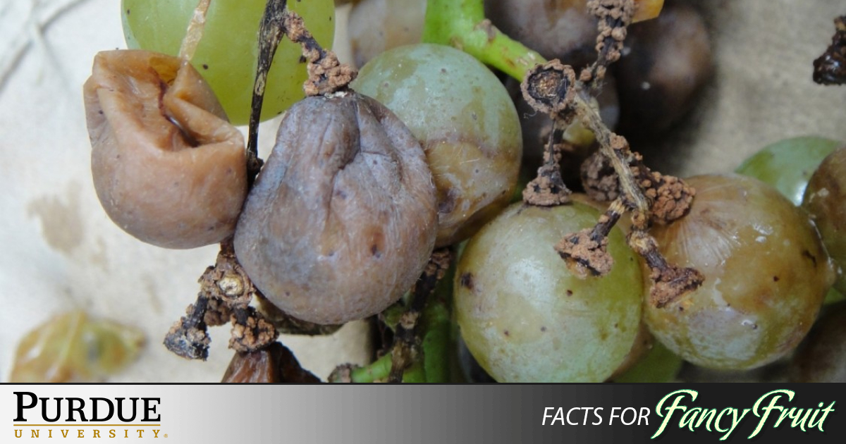 Phomopsis cane and leaf spot in grapes Purdue University Facts for