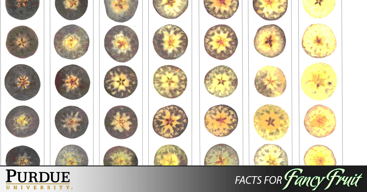 Determining Apple Maturity Purdue University Facts for Fancy Fruit