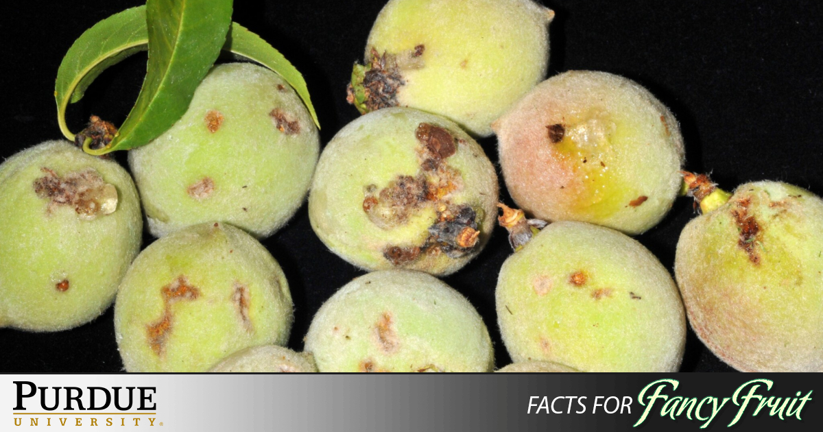 Choosing insecticides to manage insect pests in your home/backyard ...