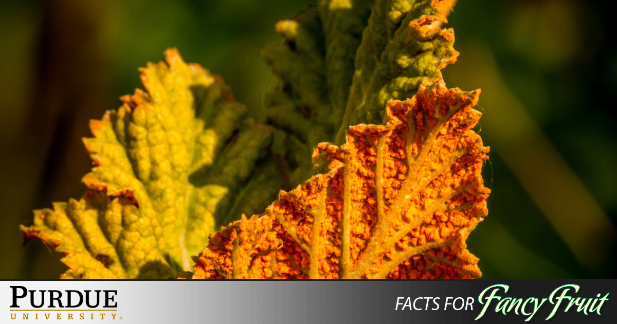 Orange Rust | Purdue University Facts for Fancy Fruit