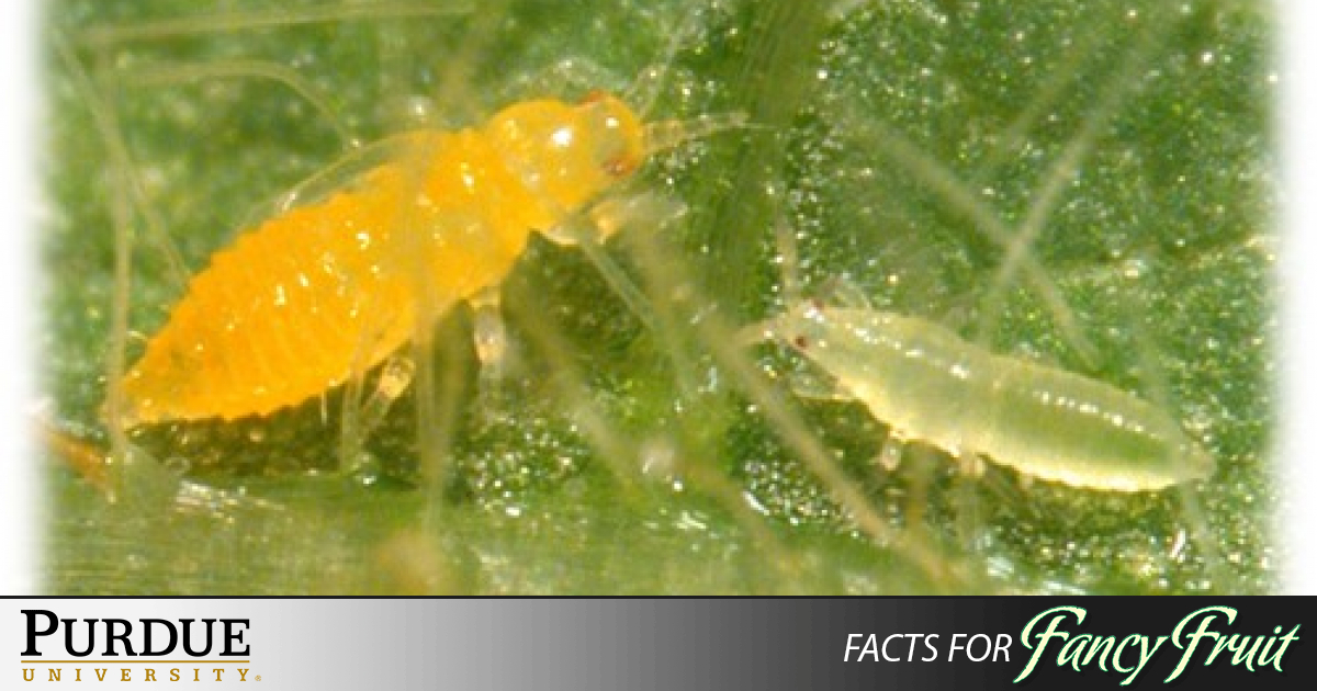 Tips for tackling thrips in your fruit | Purdue University Facts for ...