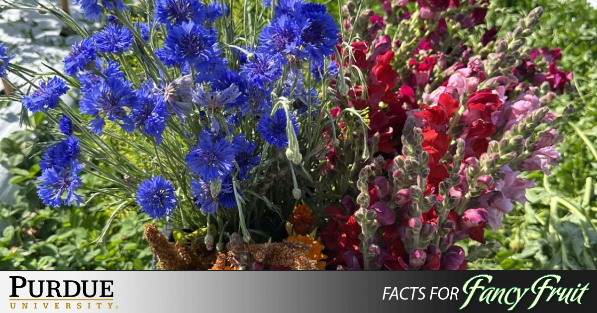 Purdue Rde Cut Flower Production Field Tours | Purdue University Facts for Fancy Fruit