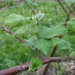 blackberry: 3-4 inch shoots; king blossom visible