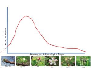 Development in Phenological Stages 