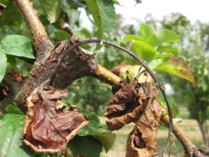 Apple fire blight after pruning not enough