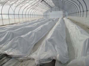 Strawberries were covered at night when temperature was below 32° F