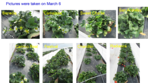 4 Varieties entered flowering stage in early March