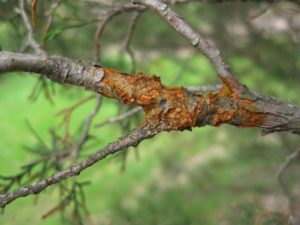 Figure 4. Cedar-quince rust on juniper