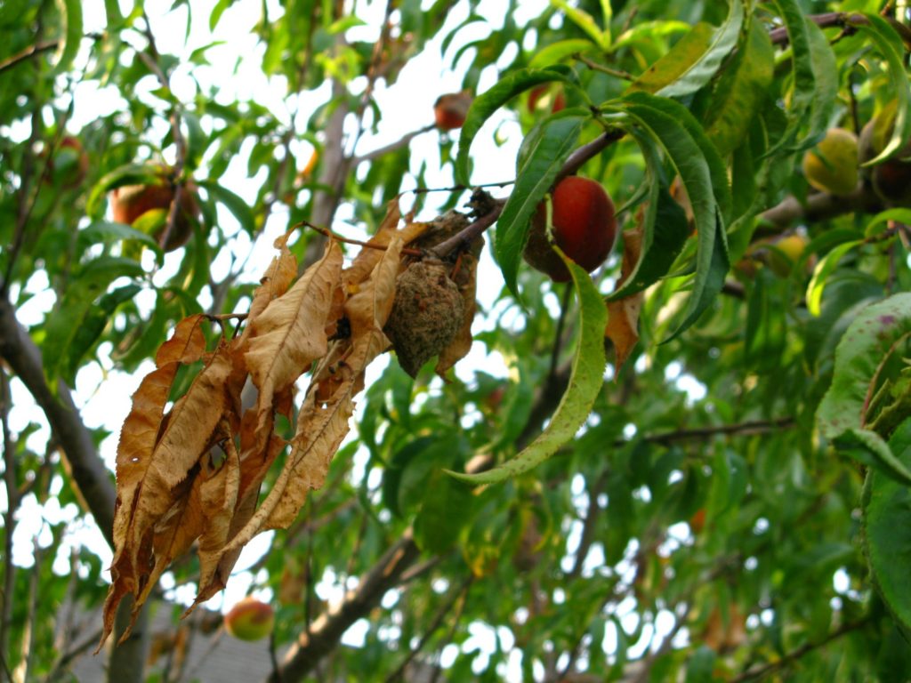 Brown Rot Purdue University Facts for Fancy Fruit
