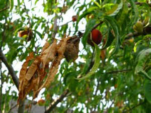 Withered Leaves and Fruit Beginning to Rot