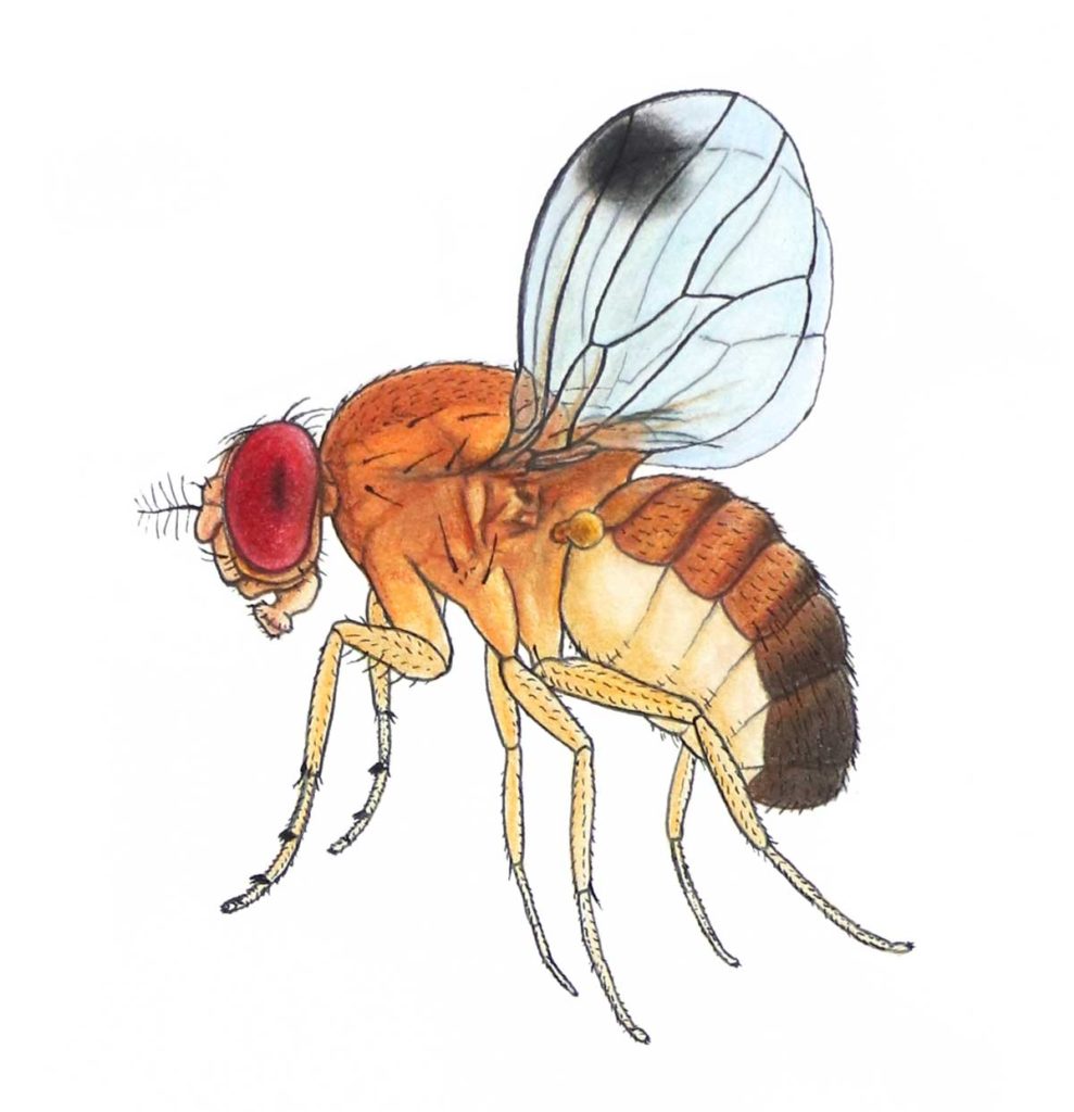 Spotted Wing Drosophila Purdue University Facts For Fancy Fruit