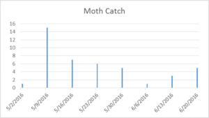 Moth Catch