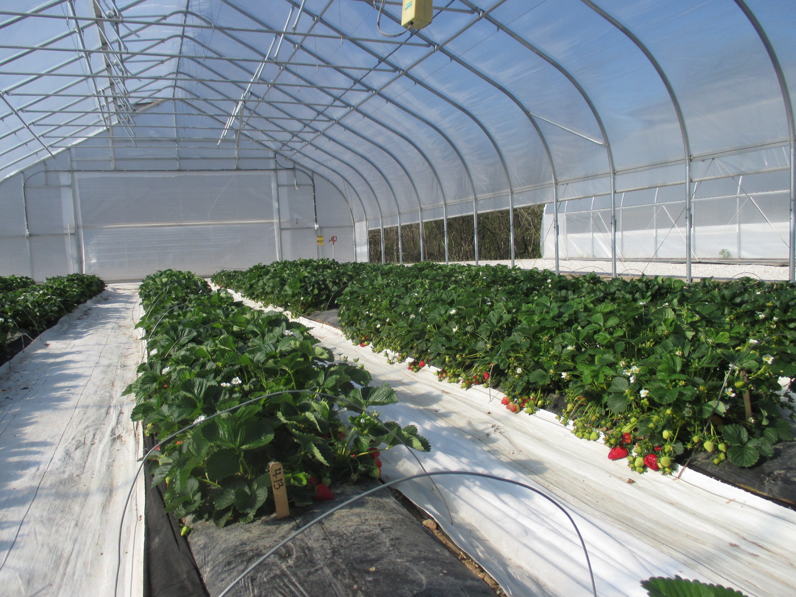 Evaluation of Strawberry Varieties for High Tunnel Production Purdue University Facts for Fancy Fruit photo