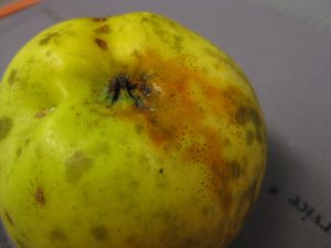 On no-spray or poorly managed orchards, flyspeck and sooty blotch are probably the least of your problems. 