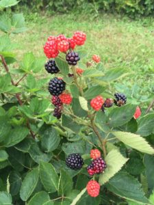 primo and fruiting blackberry harvest continues 