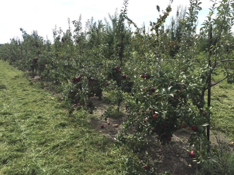 Pixy Crunch apple Purdue University Facts for Fancy Fruit