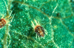 European red mite adult
