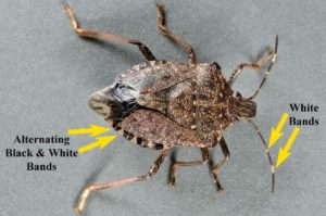 Brown marmorated stink bug,