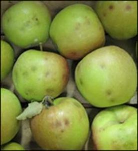 Brown marmorated stink bug damage to apples, Washington State University