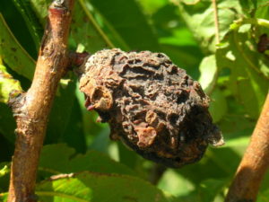 Mummies from previous brown rot infections serve as a source of inoculum to cause infections this year
