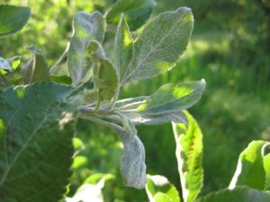 Powdery mildew is a problem in dry springs, especially on susceptible varieties