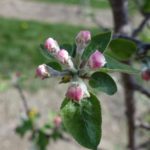 Apple, at pink and close to bloom