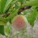Peach – fruit approaching 1” diameter