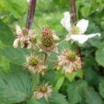 Thornless blackberry: fruit development