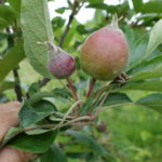 Apple: fruit drop taking place. Fruit about 20 mm
