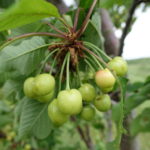 Sweet cherry: fruit about 12 mm diameter