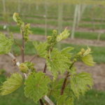 Grapes, 4 to 6 inch shoots