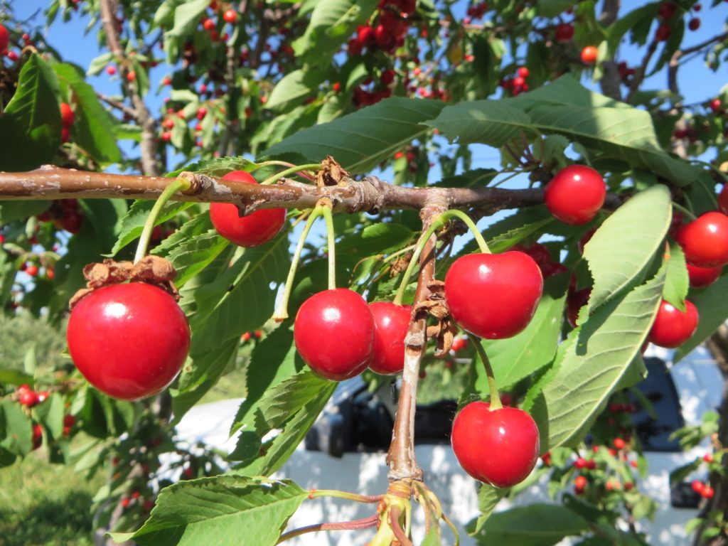 Crop Conditions Purdue University Facts for Fancy Fruit