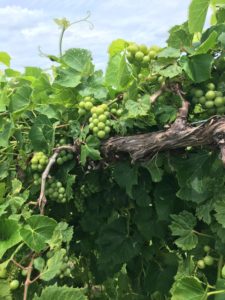 grape vine with green fruit