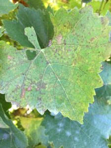 powdery and downy mildew on grape leaves