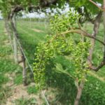 Grape Cluster at early bloom