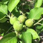 Apple – fruit 10-15 mm depending on cultivar