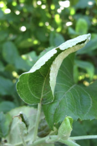 Fig. 1. Typical leaf curl from early powdery mildew infection. 