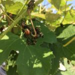 beetles on grapes