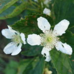 Primocane fruiting blackberry – bloom