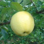 PristineTM apple