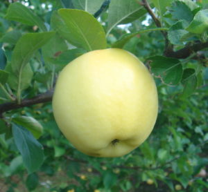 PristineTM apple