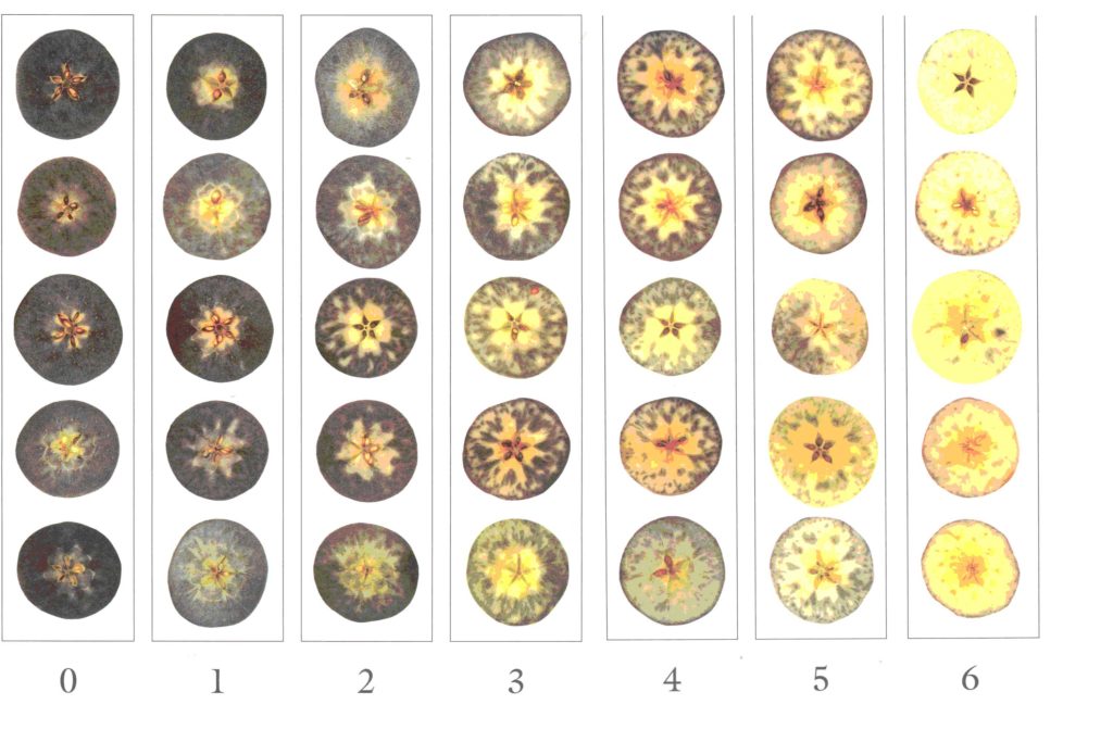 Determining Apple Maturity Purdue University Facts for Fancy Fruit