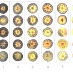 Figure 1. Staining of starch of apple fruit by misting with iodine solution. Fruit 0-2 are unripe with much starch remaining. At ratings of 5-6, most of the starch has disappeared (converted to soluble sugars) and are ready for harvest