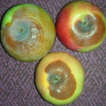 Apple black rot 3 varieties