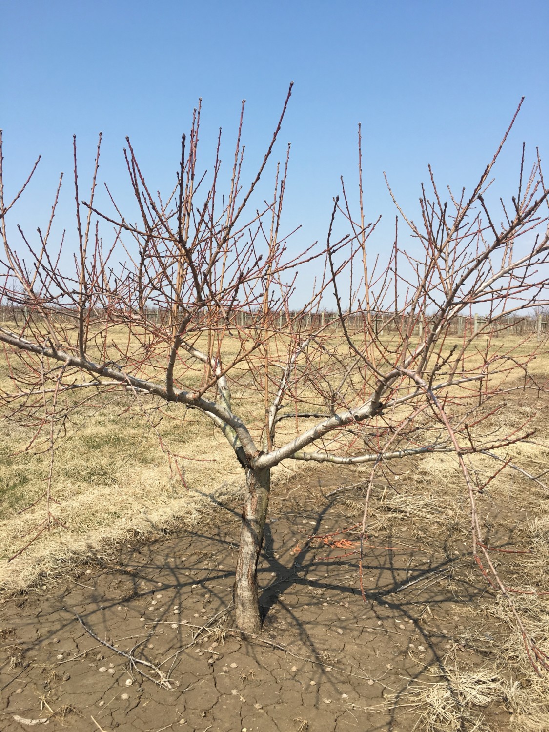 free download pruning peach trees