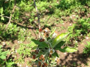 Apple Phytotoxicity Flint Regulaid blossom burn.