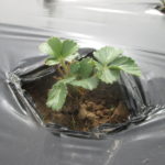 Figure 1. Established bare-root strawberry plants after being planted on March 22