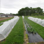 Figure 1. Spring planted day-neutral strawberries with and without a retractable low tunnel system