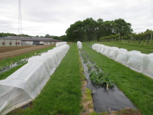 Figure 1. Spring planted day-neutral strawberries with and without a retractable low tunnel system