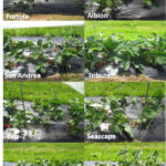 Figure 2: Eight day-neutral strawberry cultivars grown under retractable low tunnel systems (picture was taken on May 20)
